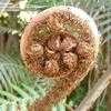 Thumbnail #3 of Cyathea dealbata by bootandall