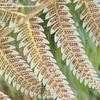 Thumbnail #4 of Cyathea dealbata by bootandall