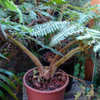 Thumbnail #5 of Cyathea dealbata by Cretaceous