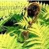 Thumbnail #1 of Cyathea cooperi by CoyoteSpirit