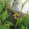 Thumbnail #5 of Cyathea cooperi by palmbob