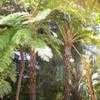 Thumbnail #2 of Cyathea cooperi by palmbob