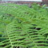 Thumbnail #4 of Cyathea cooperi by palmbob