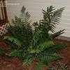 Thumbnail #3 of Dryopteris x australis by go2glenn