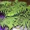 Thumbnail #1 of Polypodium formosanum by palmbob