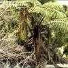 Thumbnail #2 of Cyathea medullaris by kennedyh