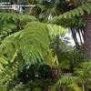 Thumbnail #1 of Cyathea medullaris by palmbob