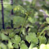 Thumbnail #3 of Adiantum raddianum by Cretaceous