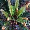 Thumbnail #5 of Polystichum munitum by Zanymuse