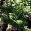 Thumbnail #1 of Blechnum gibbum by Happenstance