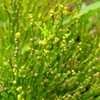 Thumbnail #5 of Psilotum nudum by htop