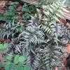 Thumbnail #3 of Athyrium niponicum var. pictum by mgarr