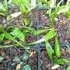 Thumbnail #3 of Asplenium rhizophyllum by ViolaValley