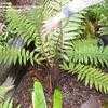 Thumbnail #1 of Dicksonia squarrosa by palmbob