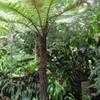 Thumbnail #4 of Dicksonia squarrosa by palmbob