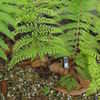 Thumbnail #3 of Dicksonia squarrosa by palmbob