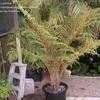 Thumbnail #2 of Cyathea tomentosissima by palmbob