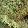 Thumbnail #1 of Cyathea tomentosissima by palmbob