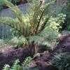 Thumbnail #4 of Cyathea tomentosissima by palmbob