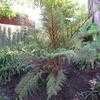 Thumbnail #3 of Cyathea tomentosissima by palmbob