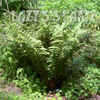 Thumbnail #2 of Dryopteris celsa by mystic