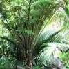 Thumbnail #2 of Cyathea brownii by palmbob