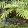 Thumbnail #1 of Cyathea brownii by palmbob