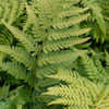 Thumbnail #4 of Dryopteris celsa by growin