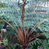 Thumbnail #4 of Cyathea brownii by Cretaceous