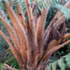 Thumbnail #5 of Cyathea brownii by Cretaceous