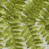 Thumbnail #4 of Cyathea smithii by Cretaceous