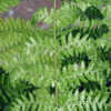 Thumbnail #3 of Cyathea smithii by Cretaceous