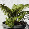 Thumbnail #2 of Cyathea smithii by Cretaceous