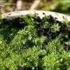 Thumbnail #4 of Cyathea australis by kennedyh