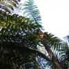 Thumbnail #5 of Cyathea aramaganensis by palmbob