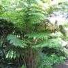 Thumbnail #2 of Cyathea aramaganensis by palmbob