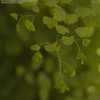 Thumbnail #2 of Adiantum thalictroides by Cretaceous