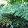 Thumbnail #1 of Cyathea princeps by palmbob