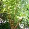 Thumbnail #4 of Cyathea princeps by palmbob