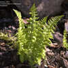 Thumbnail #2 of Dryopteris arguta by Cretaceous