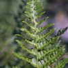 Thumbnail #3 of Dryopteris arguta by Cretaceous