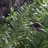 Thumbnail #5 of Dryopteris arguta by Cretaceous