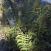 Thumbnail #4 of Dryopteris arguta by Cretaceous