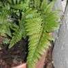 Thumbnail #4 of Polystichum tsus-simense by ampy