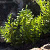 Thumbnail #2 of Polypodium scouleri by Cretaceous