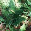 Thumbnail #5 of Polypodium scouleri by palmbob