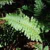 Thumbnail #4 of Polypodium scouleri by palmbob