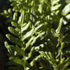 Thumbnail #3 of Polypodium scouleri by Cretaceous