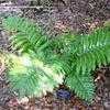 Thumbnail #2 of Didymochlaena truncatula by palmbob