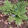 Thumbnail #1 of Didymochlaena truncatula by palmbob